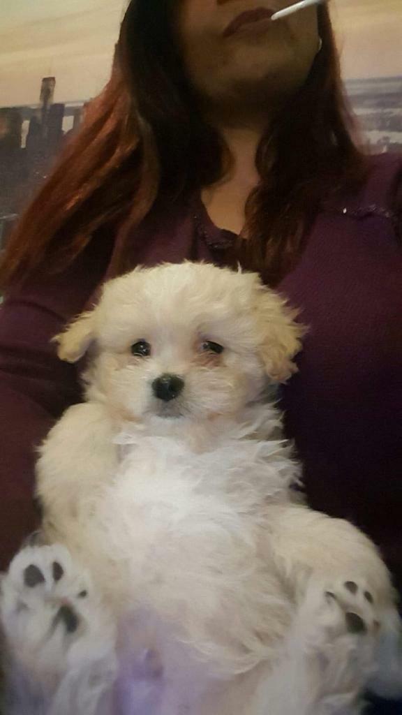 gumtree poodle cross